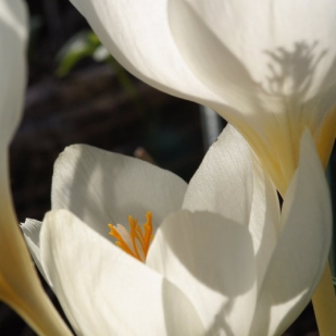 Crocus boryi